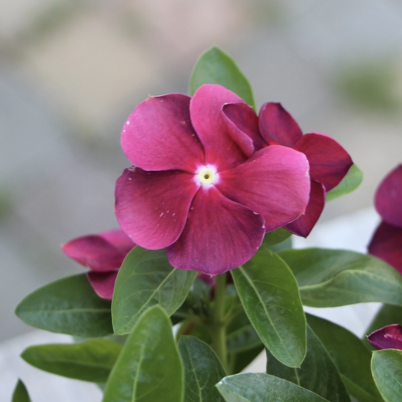 北島園芸さんのビンカ(日々草)「オリジナル(ポルカドットレッド)PD-R