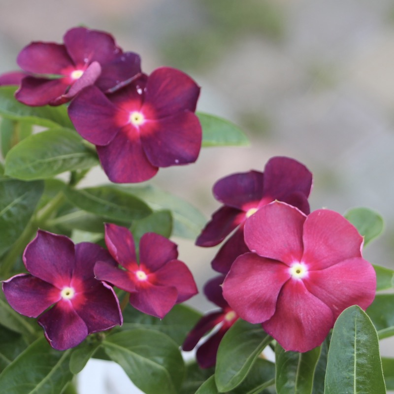 北島園芸さんのビンカ(日々草)「オリジナル(ポルカドットレッド)PD-R