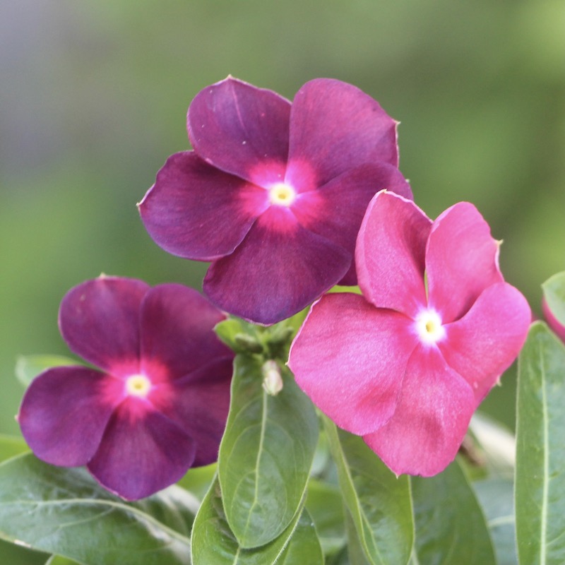 北島園芸さんのビンカ(日々草)「オリジナル(ポルカドットレッド)PD-R