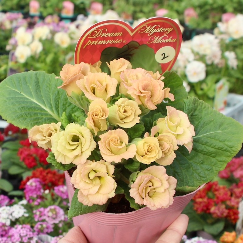 画像で花色を選べる!! バラ咲きプリムラ・ジュリアン「ミステリーモカ」2番
