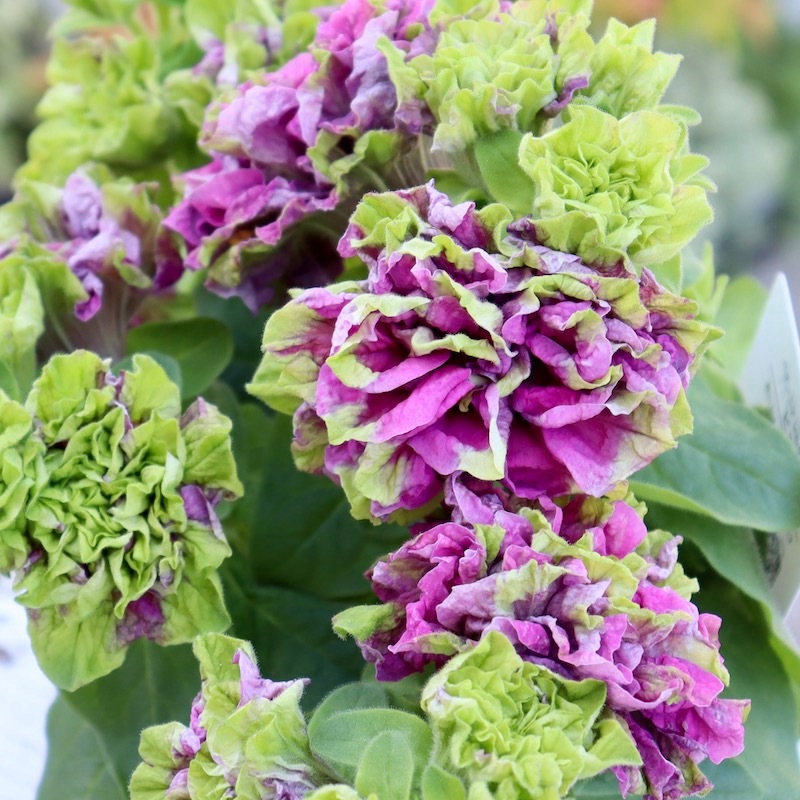 2023年試験品種☆ゲブラさんの八重咲きペチュニア・シルクボール