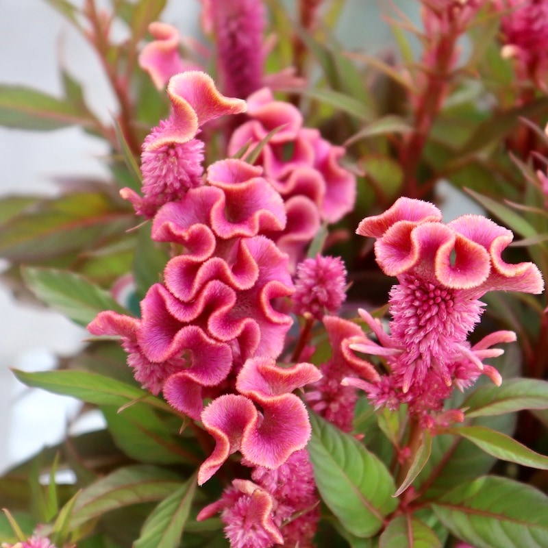 赤　ピンク　ケイトウ　11本+ヘッド1個　　種付き 赤 ピンク ケイトウ 11本+ヘッド1個 種付き 楽天市場】ケイトウ 花材