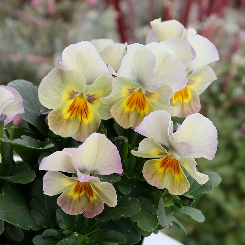 画像の現品1点限り!! 超良株☆桂楓園さんのクリオネパンジー「マジック