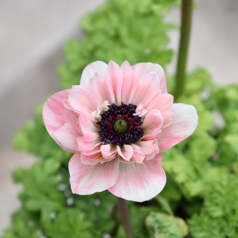 2024年NEW☆2年生株のプレミアム八重咲きアネモネ「アンアリス」16番