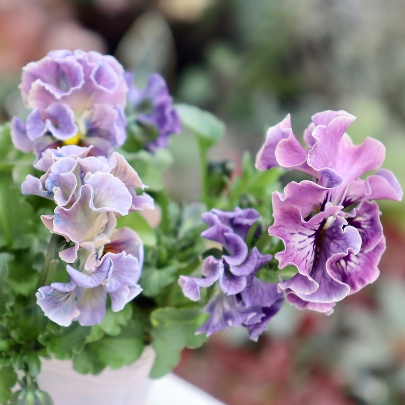 RYU【現品】R-gardenオリジナルフリルパンジーフルール①③④⑤⑥⑪ RYU様専用【現品】R-gardenオリジナルフリルパンジーフルール