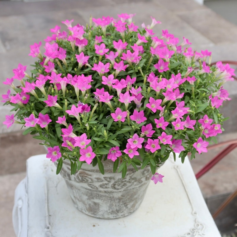 ラスト!! 風散歩仕立て☆直径30㎝超♪サントリーさんのペチュニア