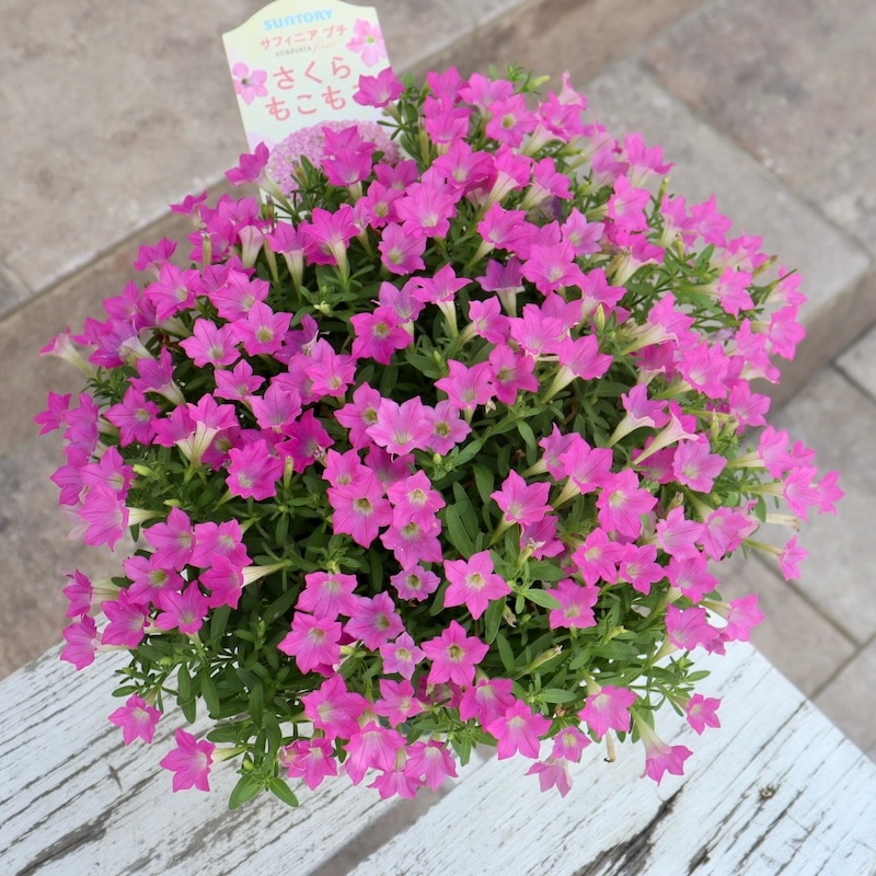 ラスト!! 風散歩仕立て☆直径30㎝超♪サントリーさんのペチュニア