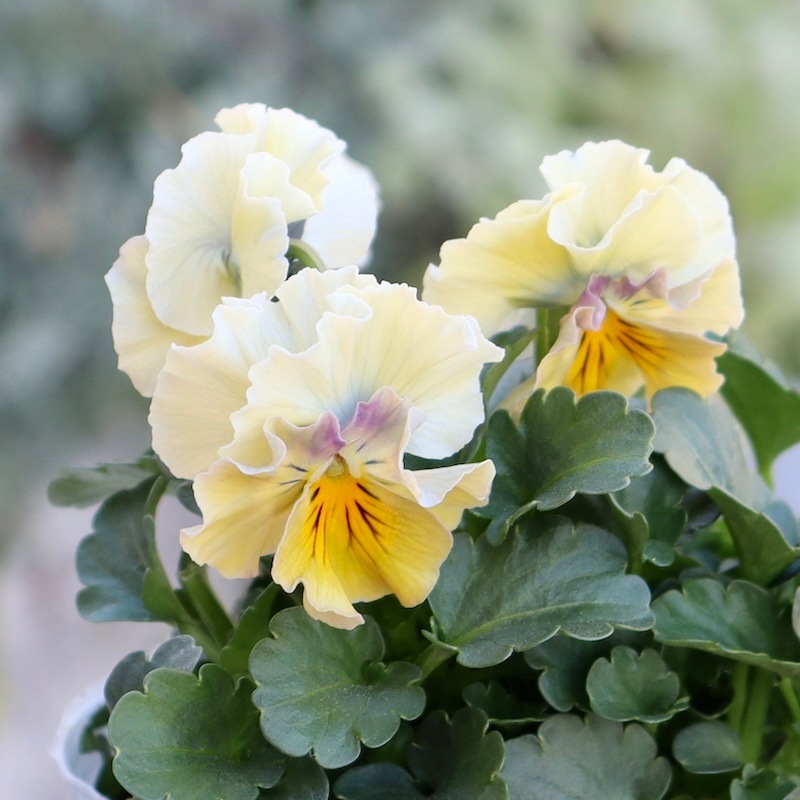 画像の現品1点限り!!桐生ふぁ~む×花日和さんのビオラ「アイクルール