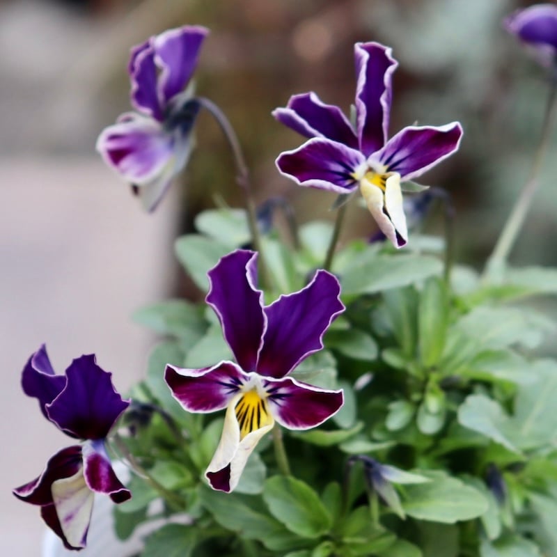 画像で花弁の色・形を選べる!!うえたビオラ「フェアリーフェネック」14番