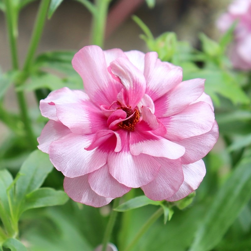 画像(最後の5枚)の現品1点限り☆ ラナンキュラス・ラックス