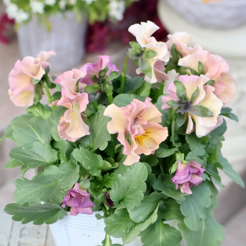 画像の現品1点限り》超良株☆花日和さんのフリル咲きビオラ「華