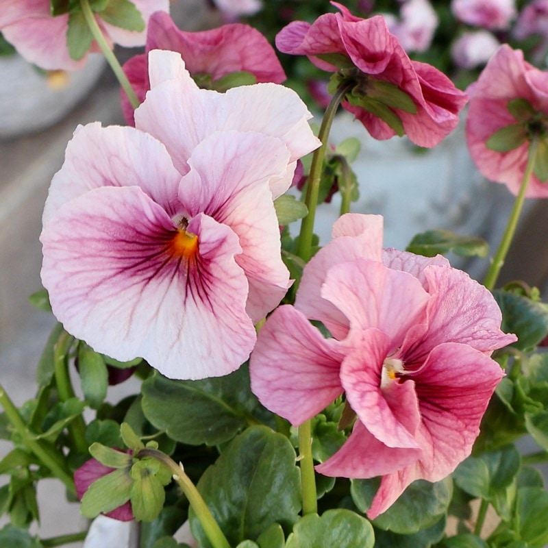 画像の現品1点限り☆高知・植田さんのビオラ☆試験品種〈25-14〉