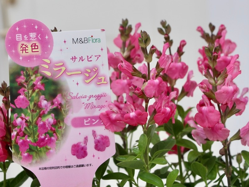 綺麗な開花株入荷♪サルビア・ミラージュ「ピンク」(3.5号ポット)