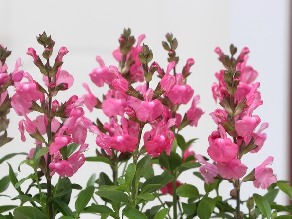 綺麗な開花株入荷♪サルビア・ミラージュ「ピンク」(3.5号ポット)