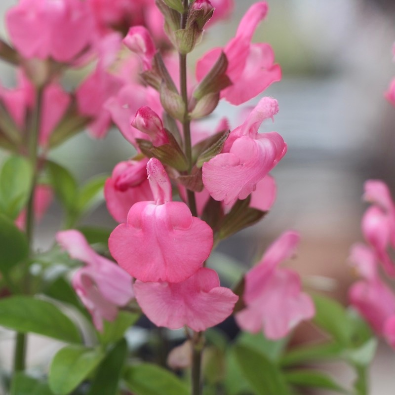 死体の花(ミラージュ) 9_000000002011.jpg?1678209904