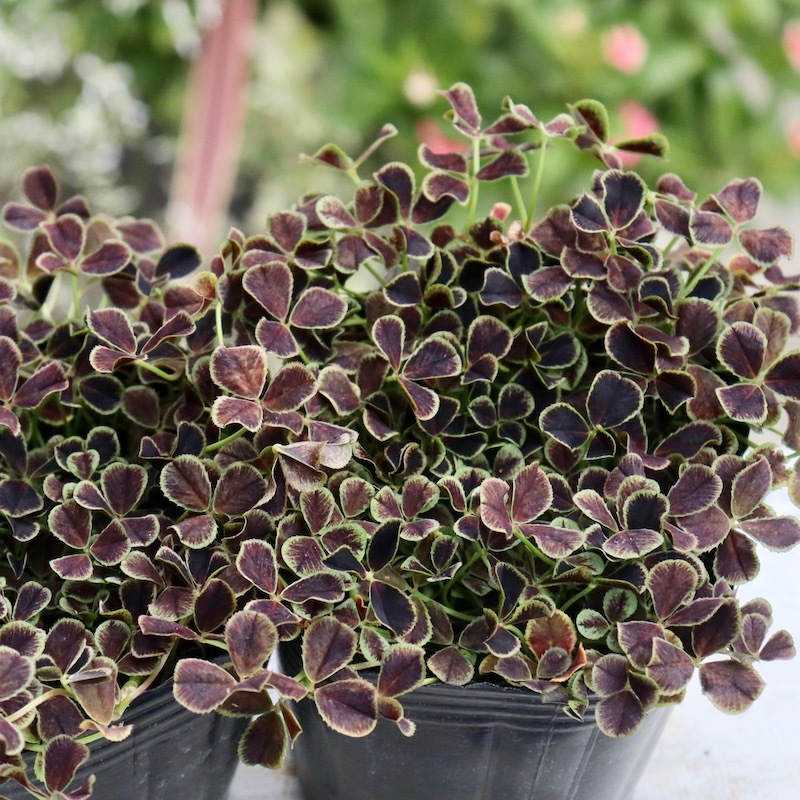 4_000000002411.jpg?1701955639