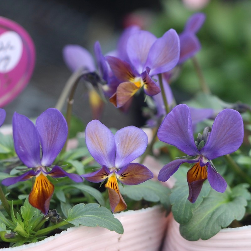 現品!!コウロギさん育種ビオラ「NOBUKOセレクション」＜21-17＞(3.5号