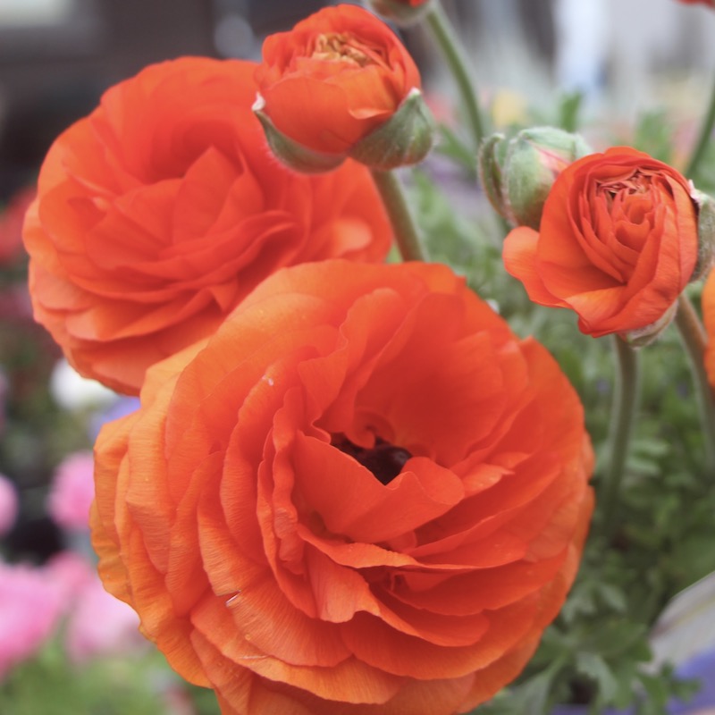 現品1株限り!!ラナンキュラス「マシェ」22-15番(3.5号ポット)