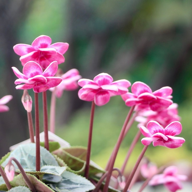 八重咲きミニシクラメン「フェアリーピコ」＜1＞