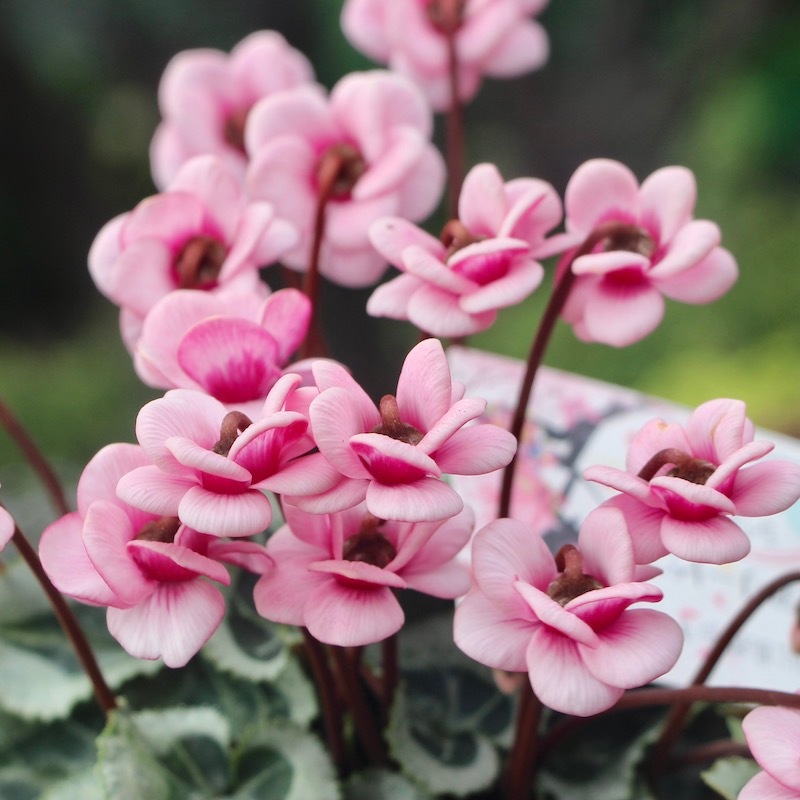 八重咲きミニシクラメン「フェアリーピコ」＜1＞