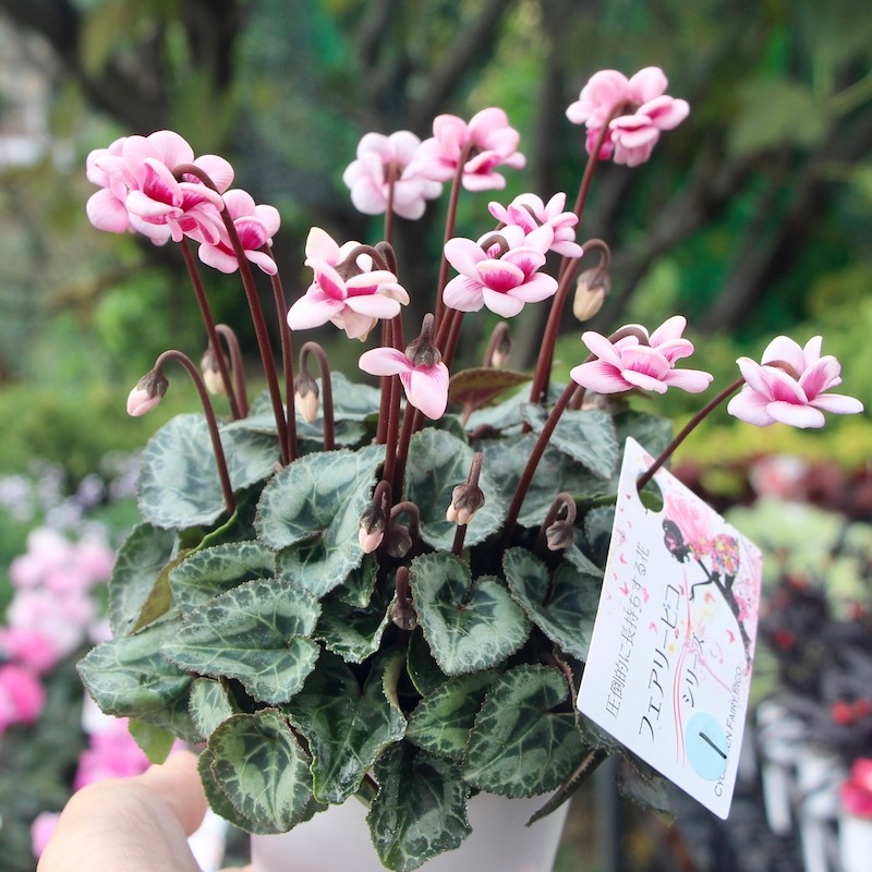 八重咲きミニシクラメン「フェアリーピコ」＜1＞