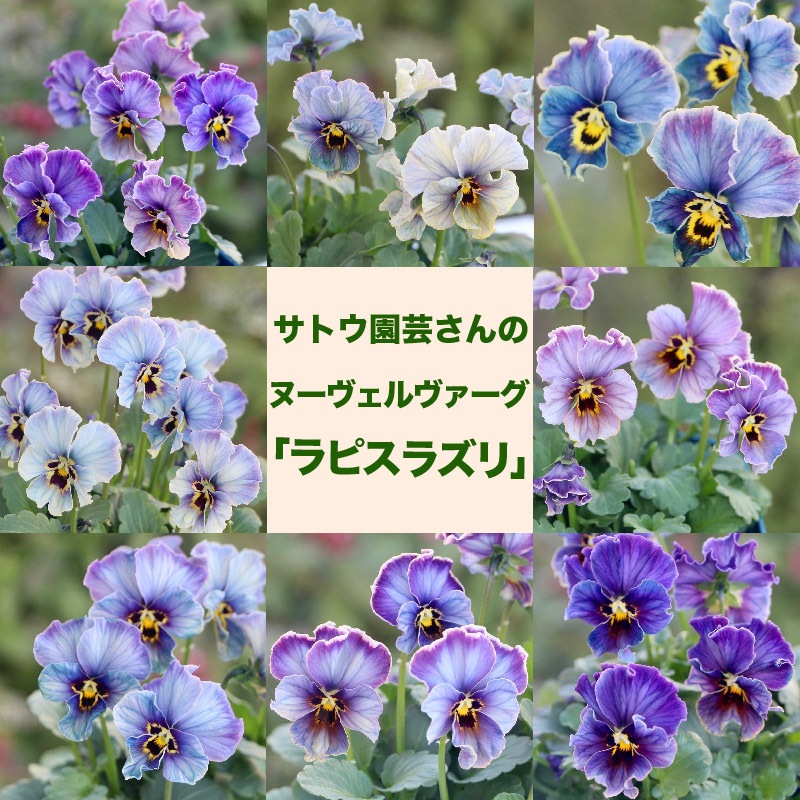 サトウ園芸さんのビオラ・ヌーヴェルヴァーグ「ラピスラズリ」お色お