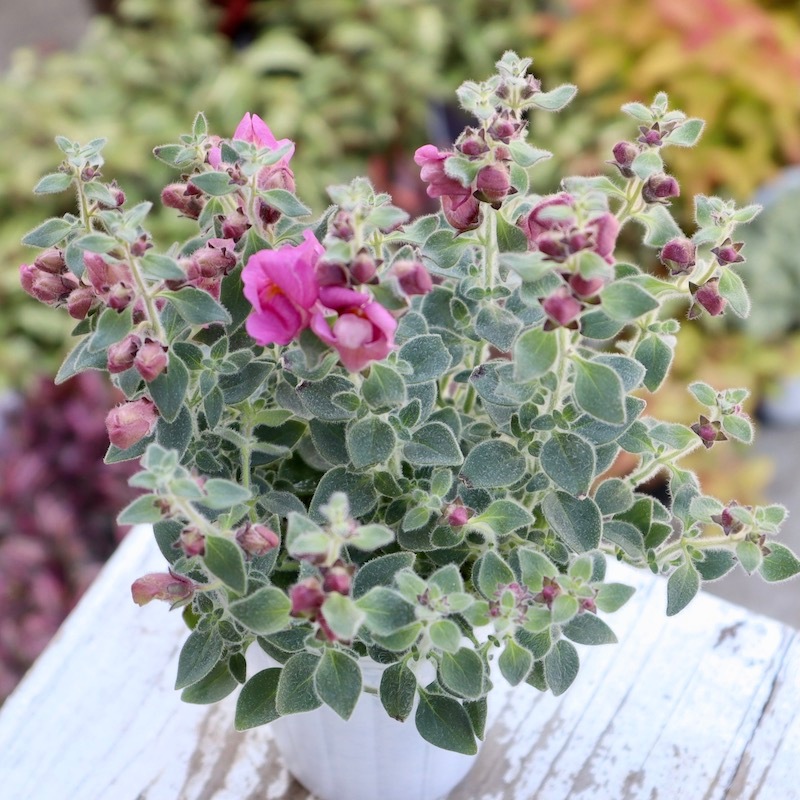 【花苗セット】銀葉宿根金魚草 シルバーライトピンク & スイートピンク 銀葉のキンギョソウ「シルバードラゴン・ピンク」(2.5号ロングポット)