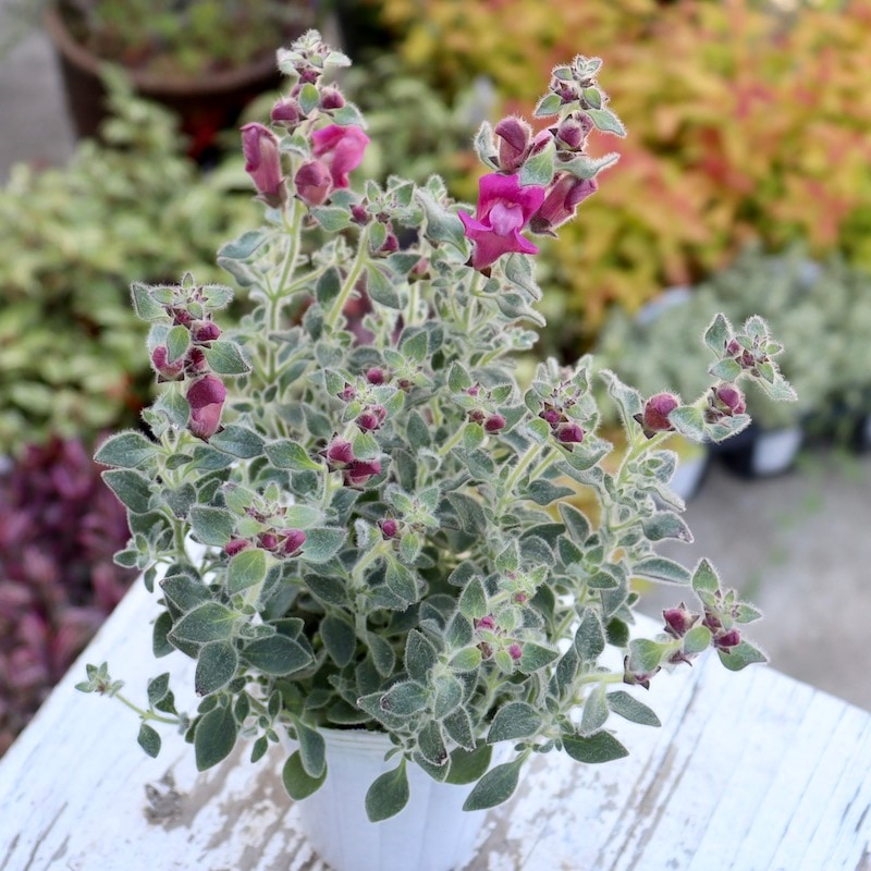 銀葉のキンギョソウ「シルバードラゴン・ピンク」(2.5号ロングポット)