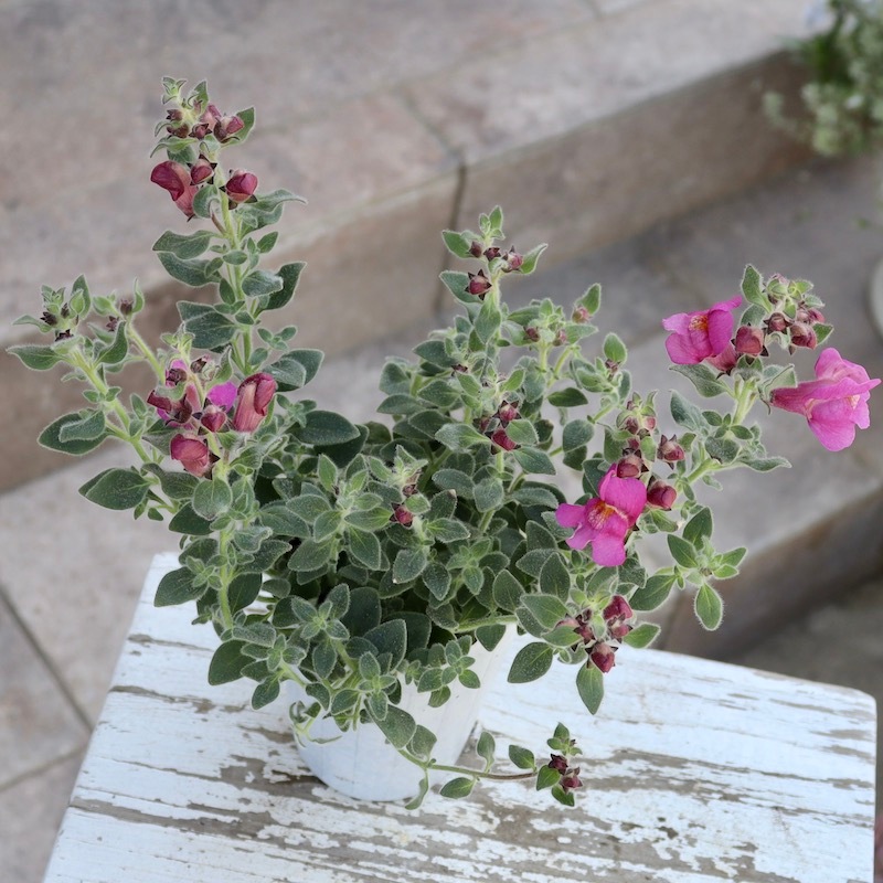 銀葉のキンギョソウ「シルバードラゴン・ピンク」(2.5号ロングポット)