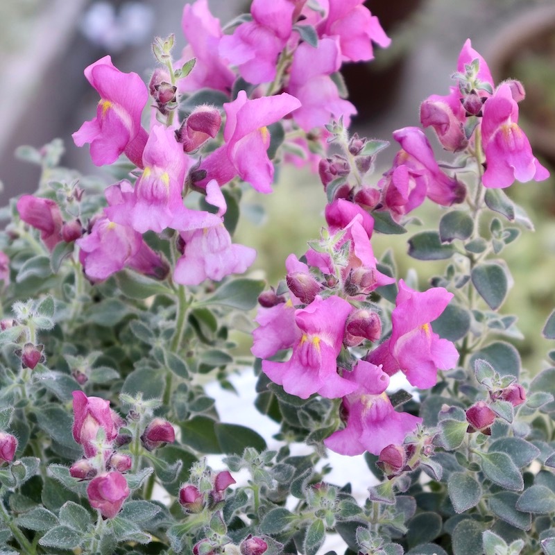 銀葉のキンギョソウ「シルバードラゴン・ピンク」(2.5号ロングポット)