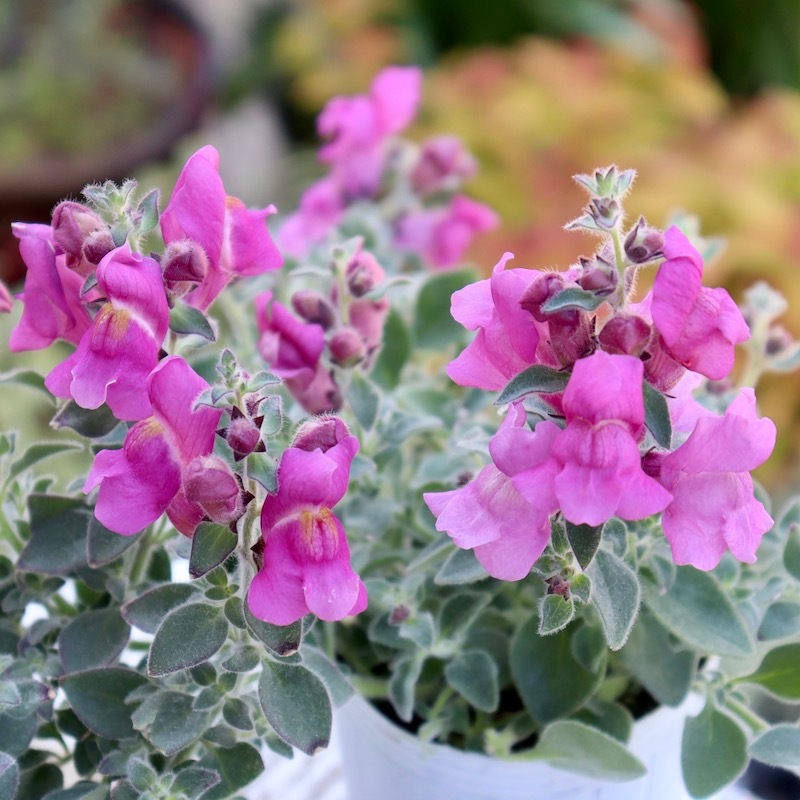 【花苗セット】銀葉宿根金魚草 シルバーライトピンク & スイートピンク 花苗セット】銀葉宿根金魚草 シルバーライトピンク & スイートピンク