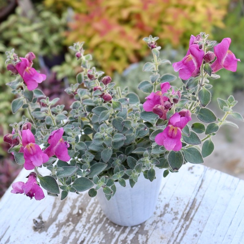 銀葉のキンギョソウ「シルバードラゴン・ピンク」(2.5号ロングポット)