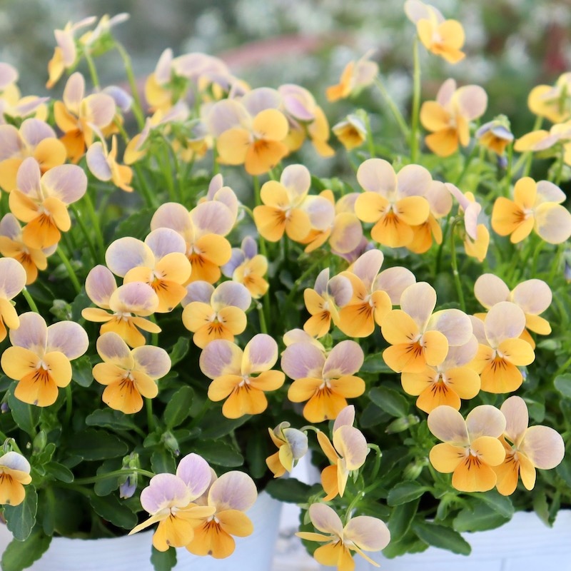 現品3点のみ!!☆フラワーハーツさんの小輪ビオラ・ビオレッタ