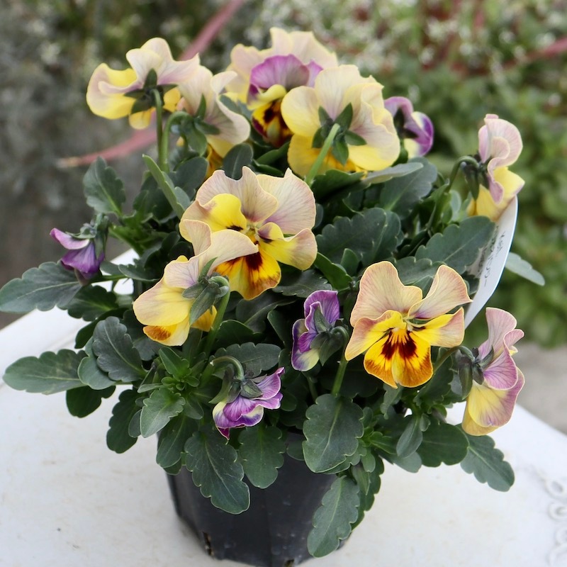 画像の現品1点限り!! 超良株☆桂楓園さんのクリオネパンジー「マジック