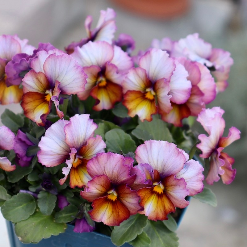 1点限り☆サトウ園芸さんのビオラ・ヌーヴェルヴァーグ＜267番＞