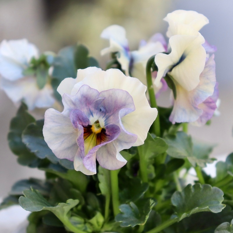 画像の現品1点限り!!桐生ふぁ~む×花日和さんのビオラ「アイクルール