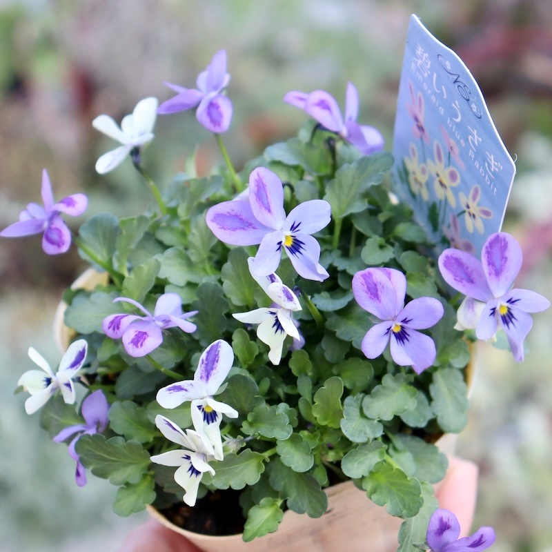 注意!!購入ルールあり】2024年秋からのNEW☆コウロギノブコさん育種