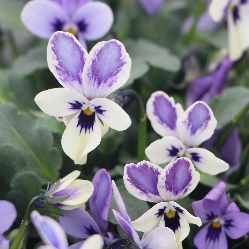 注意!!購入ルールあり】2024年秋からのNEW☆コウロギノブコさん育種