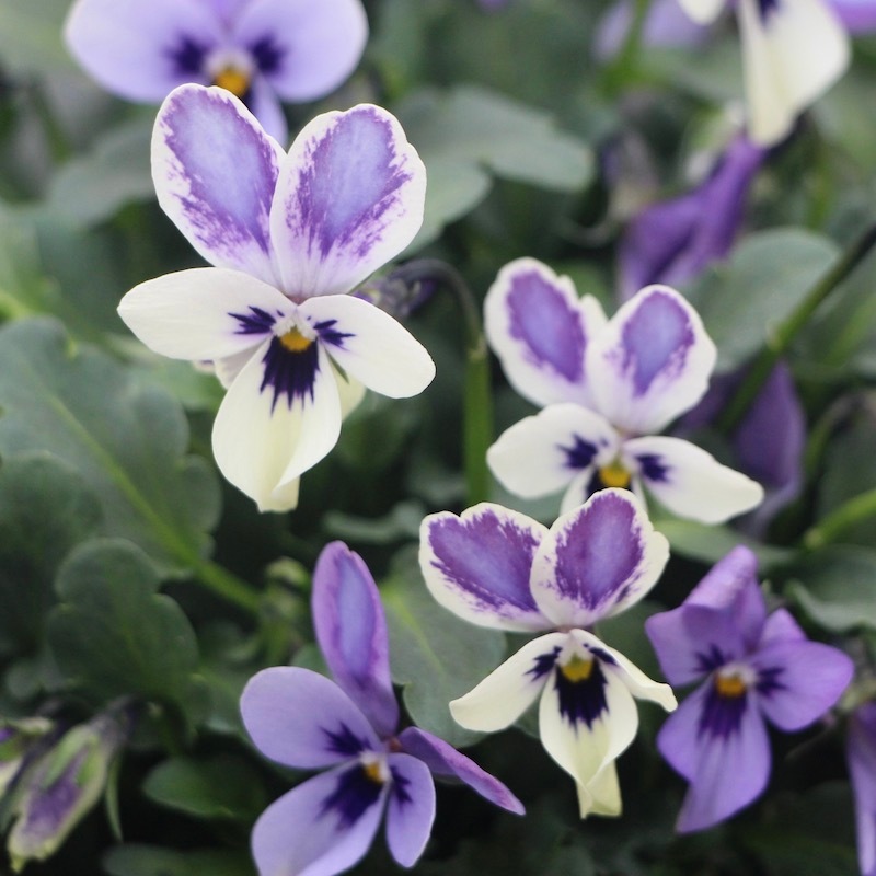 【花柄 バイオリン】限定レア 4/4サイズ 17_000000008211.jpg?1736761559