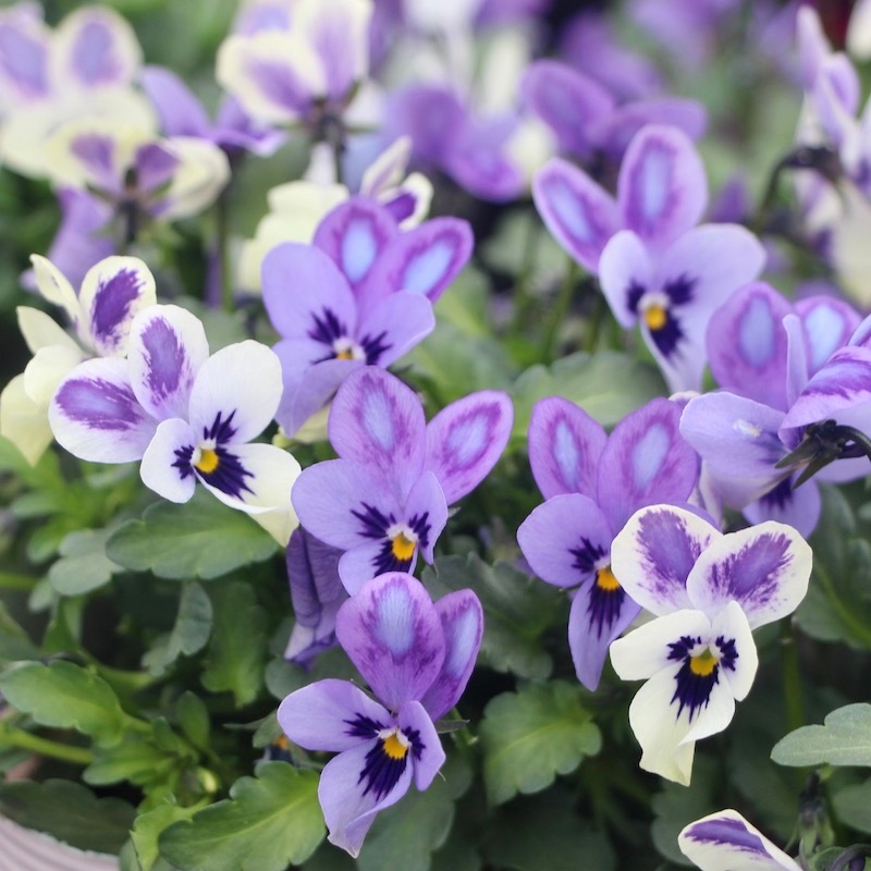 注意!!購入ルールあり】2024年秋からのNEW☆コウロギノブコさん育種