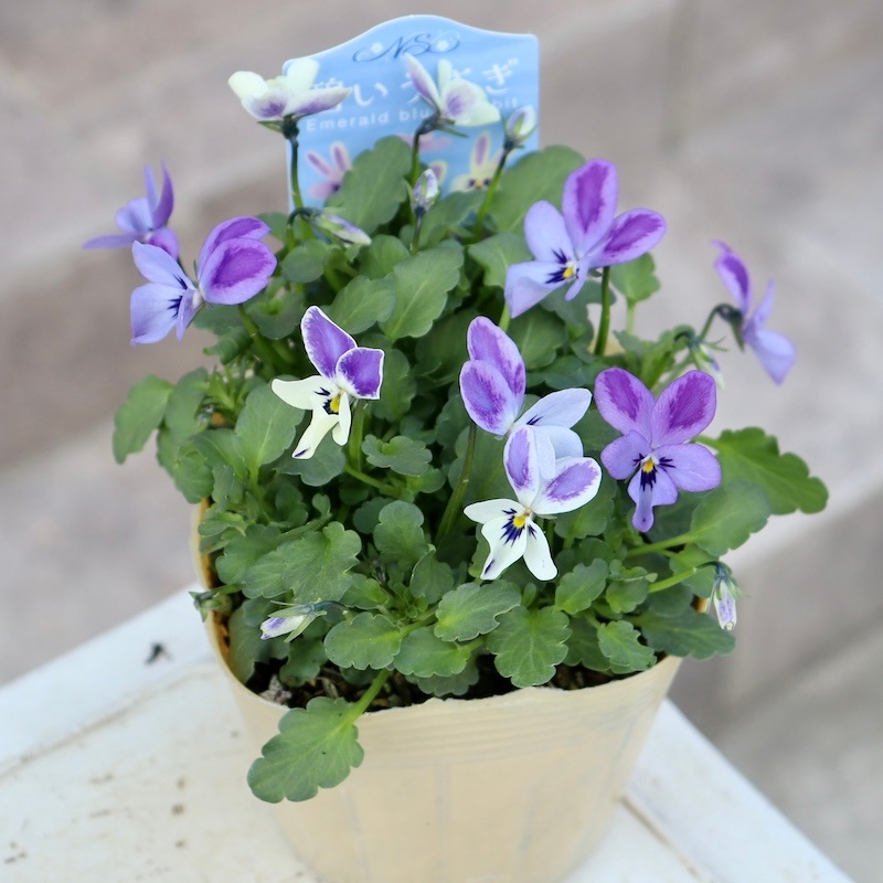 注意!!購入ルールあり】2024年秋からのNEW☆コウロギノブコさん育種