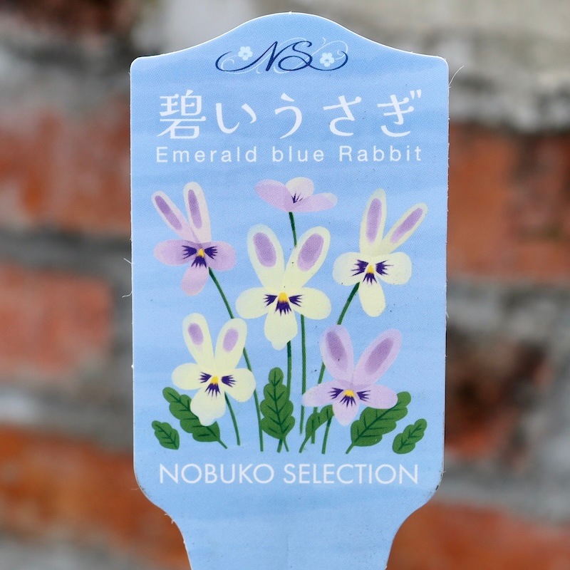 注意!!購入ルールあり】2024年秋からのNEW☆コウロギノブコさん育種