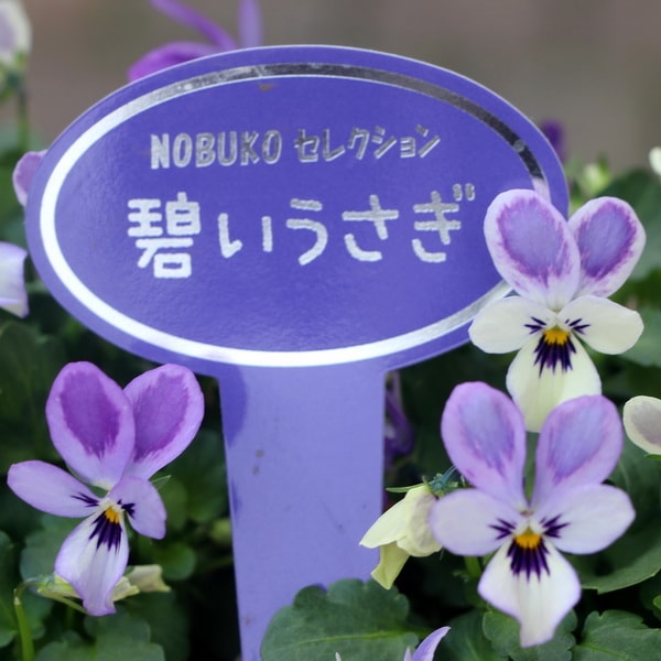 購入ルール無し》コウロギノブコさん育種ビオラ「碧いうさぎ」