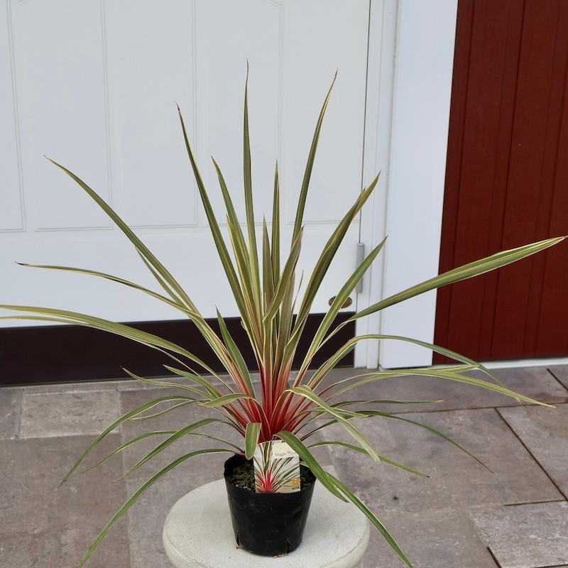 【リピ割・ビートたけお様】コルジリネレッドスター3点セット リピ割・ビートたけお様】コルジリネレッドスター3点セット