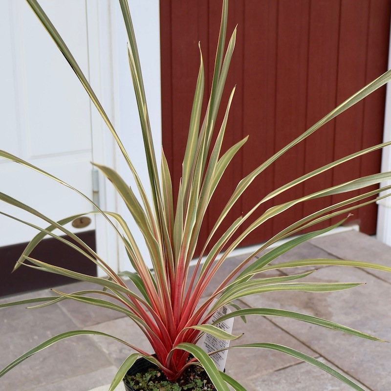 【リピ割・ビートたけお様】コルジリネレッドスター3点セット リピ割・ビートたけお様】コルジリネレッドスター3点セット