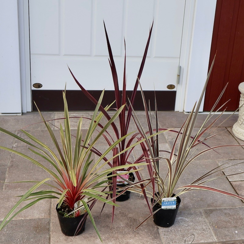 高さ約60cm☆赤い幹が美しい☆コルジリネ「マジックスター」(4号