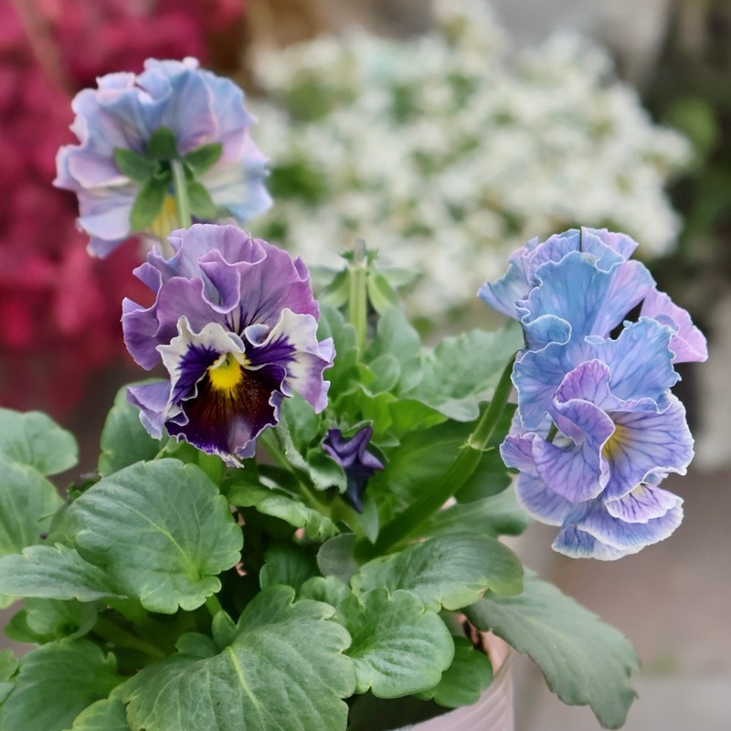 画像の現品1点限り☆Rガーデンさんのアンティークフリルパンジー