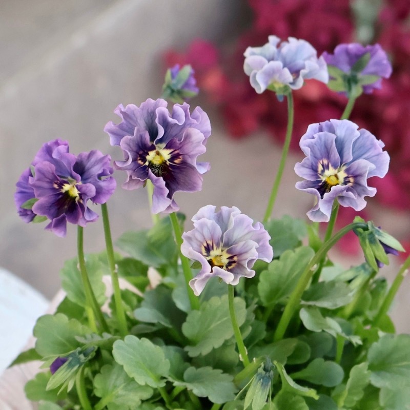 希少☆画像の現品1点限り☆石川園芸さんの小輪ビオラ「マイガール」8番