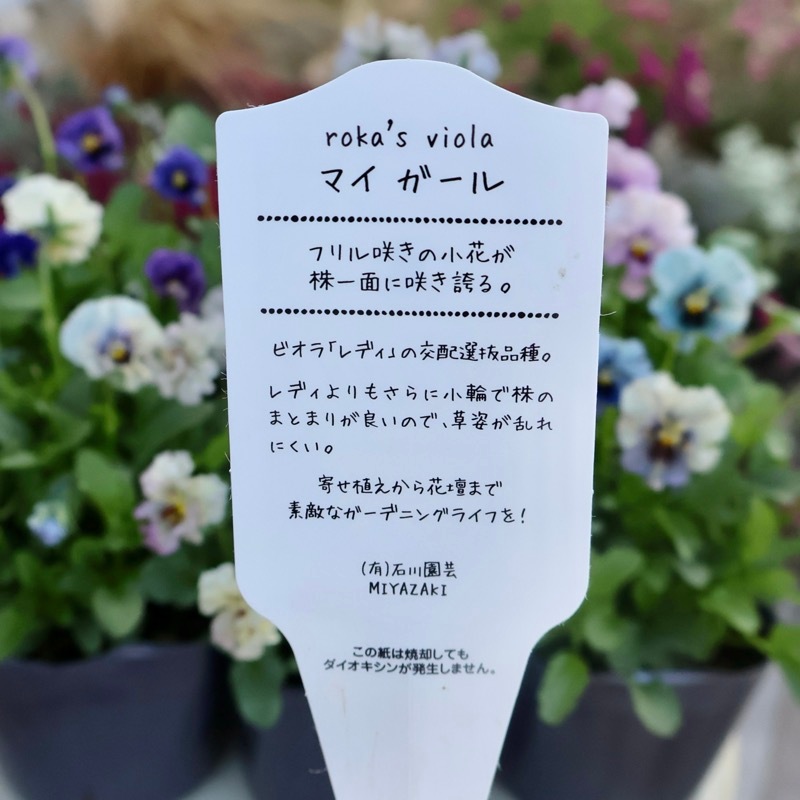 希少☆画像の現品1点限り☆石川園芸さんの小輪ビオラ「マイガール」8番