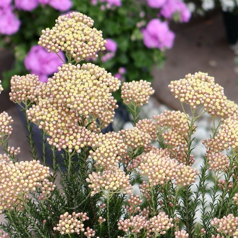 NEWカラー♪《ボリューム満点花芽ぎっしり特大株》ライスフラワー